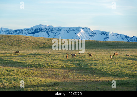 Elk sulla Oregon's Zumwalt Prairie con il Wallowa montagne sullo sfondo. Foto Stock