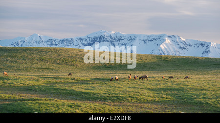 Elk sulla Oregon's Zumwalt Prairie con il Wallowa montagne sullo sfondo. Foto Stock