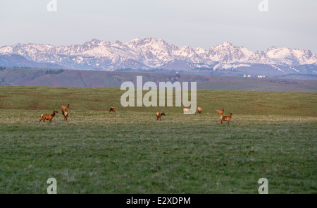 Elk sulla Oregon's Zumwalt Prairie con Idaho sette demoni montagne sullo sfondo. Foto Stock