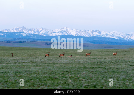 Elk sulla Oregon's Zumwalt Prairie con Idaho sette demoni montagne sullo sfondo. Foto Stock
