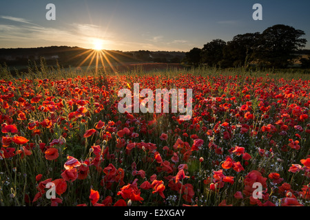 Solstizio d'estate sunrise su uno dei campi di papavero a Blackstone riserva naturale vicino a Bewdley. Foto Stock