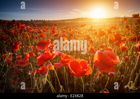 Solstizio d'estate sunrise su uno dei campi di papavero a Blackstone riserva naturale vicino a Bewdley. Foto Stock