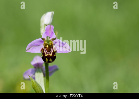 Ophrys apifera. Bee Orchid in un prato di fiori selvaggi. Foto Stock