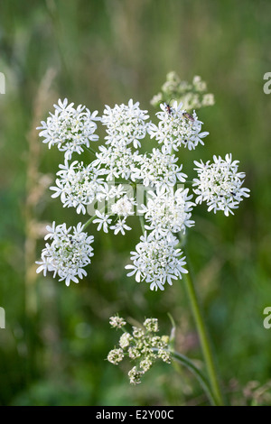 Heracleum sphondylium. Hogweed crescendo in un prato di fiori selvaggi. Foto Stock