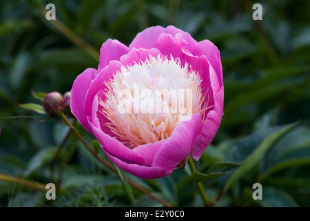 Paeonia lactiflora 'ciotola di bellezza' fiore in un giardino alla francese. Peonia fiore. Foto Stock