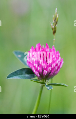 Trifolium pratense. Trifoglio rosso in un prato di fiori selvaggi. Foto Stock