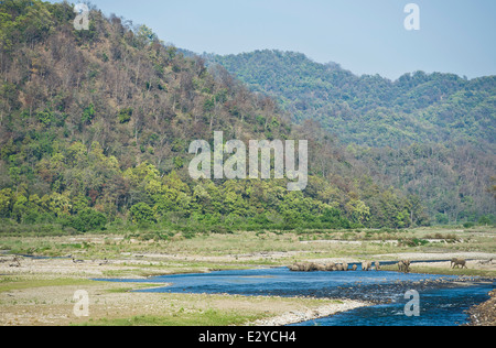 Un branco di elefanti nel fiume Ramganga Foto Stock