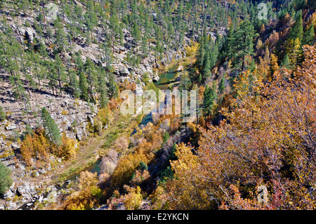 I vibranti colori autunnali di East Clear Creek, situato nella Coconino National Forest, offrono viste mozzafiato lungo Forest Road 321, specialmente vicino al Mogollon Rim. Foto Stock