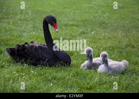 Un genitore con cygnets a Parigi, Francia. Foto Stock