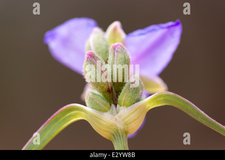 Spiderwort in fiore nel sud dello Utah. Foto Stock