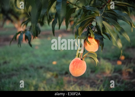 La mattina presto vista mature, Georgia pesche pronto per il prelievo. Stati Uniti d'America. Foto Stock