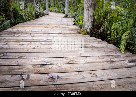Cypress Swamp Boardwalk a Loxahatchee Wildlife Refuge, un settentrionale habitat Everglades ad ovest di Boynton Beach, Florida, Stati Uniti d'America. Foto Stock