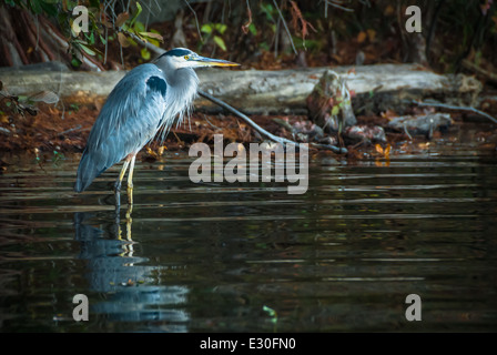 Airone cenerino wading vicino alla riva a Stone Mountain Parco Lago Vicino ad Atlanta, Georgia, Stati Uniti d'America. Foto Stock