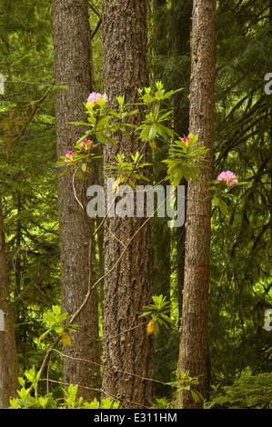 Pacific rododendri (Rhododendron macrophyllum) nell antica foresta, Willamette National Forest, Oregon Foto Stock