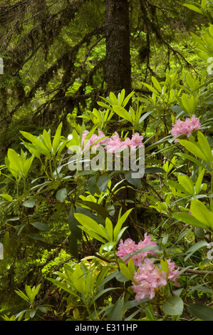 Pacific rododendri (Rhododendron macrophyllum) nell antica foresta, Willamette National Forest, Oregon Foto Stock