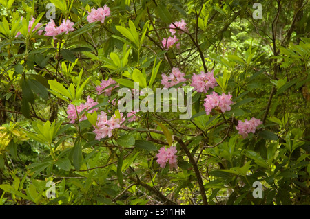 Pacific rododendri (Rhododendron macrophyllum) nell antica foresta, Willamette National Forest, Oregon Foto Stock