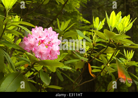 Pacific rododendri (Rhododendron macrophyllum) nell antica foresta, Willamette National Forest, Oregon Foto Stock