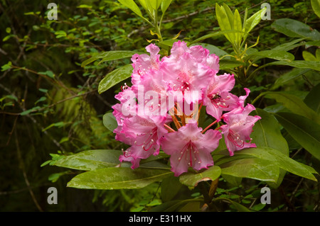 Pacific rododendri (Rhododendron macrophyllum) nell antica foresta, Willamette National Forest, Oregon Foto Stock