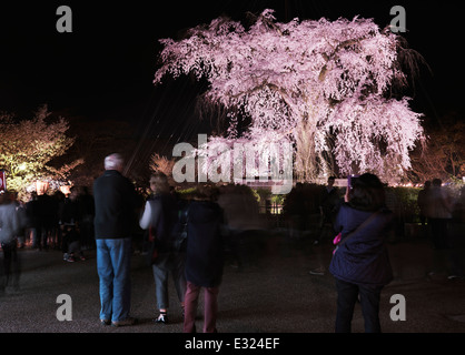 Ciliegio piangente, shidarezakura, illuminata di notte nel Parco di Maruyama, Gion, Kyoto, Giappone 2014 Foto Stock