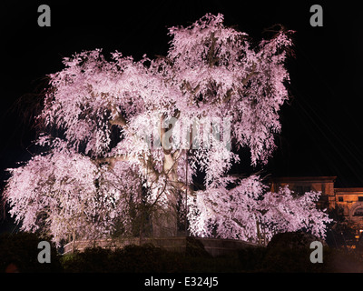 Il vecchio ciliegio piangente, shidarezakura, illuminata di notte nel Parco di Maruyama, Gion, Kyoto, Giappone 2014 Foto Stock