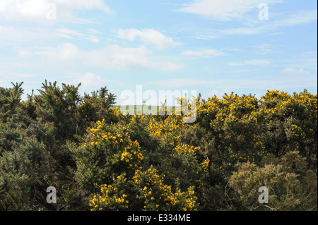 Cleeve comune, il punto più alto nel Cotswolds, è situato su Cleeve Hill tra Cheltenham e Winchcombe Foto Stock