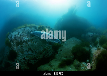 Sigillo chiazzato nuota sotto l'acqua. larga o guarnizione largha (Phoca largha, Phoca vitulina largha), Isole Verkhovskogo, Mare del Giappone Foto Stock