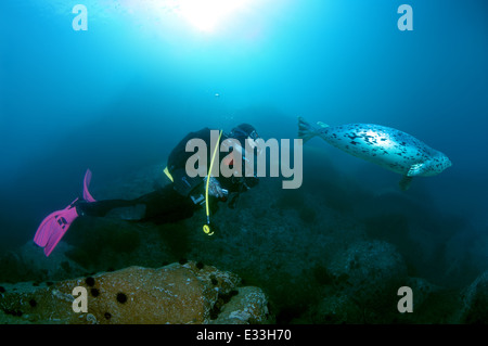 Femmina subacqueo e Sigillo chiazzato nuota sotto l'acqua. larga o guarnizione largha (Phoca largha, Phoca vitulina largha), Isole Verkhovskogo, Mare del Giappone Foto Stock