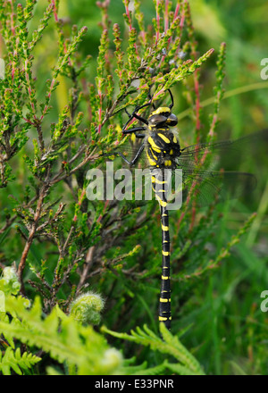 Golden-inanellati Dragonfly - Cordulegaster boltonii Foto Stock