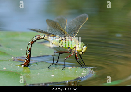 L'imperatore libellula - Anax imperator femmina di deposizione delle uova su vegitation flottante Foto Stock