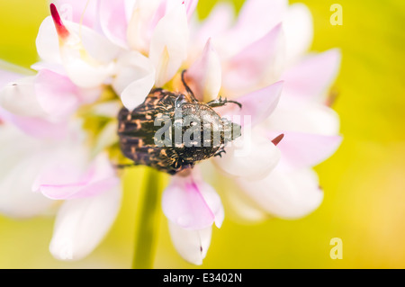 Un nero e giallo piccolo scarabeo su una rosa di fiori di trifoglio Foto Stock