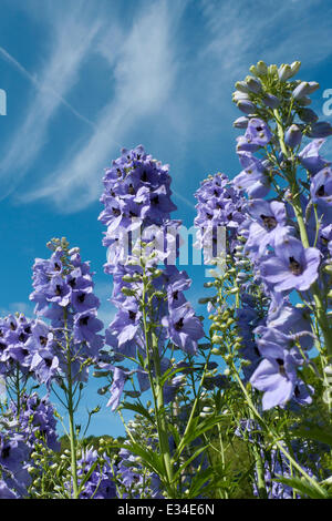 Blue Delft delphiniums ed un cielo blu che cresce in un giardino nel Galles occidentale nel periodo estivo da giugno 2014 UK KATHY DEWITT Foto Stock