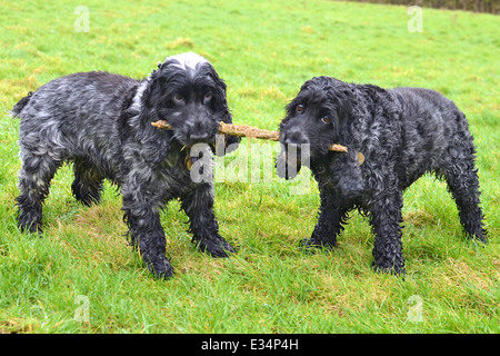 Due cocker inglese épagneuls avente un rimorchiatore di guerra con un bastone in un campo erboso. Foto Stock