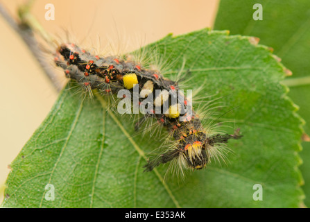 Caterpillar - Orgyia antiqua Foto Stock