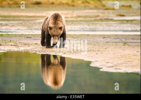 A coastal orso bruno / orso grizzly passeggiate un meandro di battigia in cerca di residui di alimenti in Katmai National Park, Alaska Foto Stock