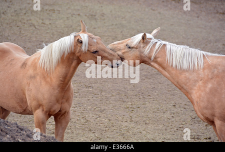 Ritratto di due marrone cavalli palomino giocando insieme in un recinto in Jackson Hole, Wyoming Foto Stock