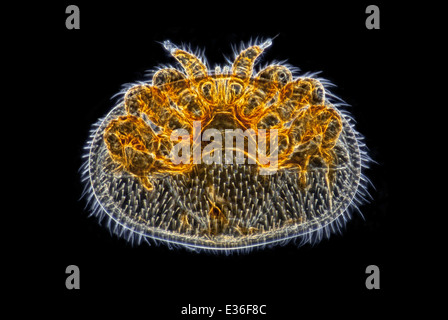 Campo oscuro fotomicrografia, la Varroa destructor acaro parassita. Foto Stock