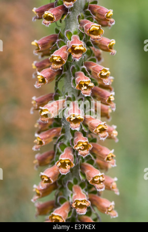 Digitalis parviflora. Piccolo foxglove fiorito. Foto Stock