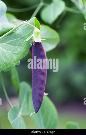 Pisum sativum. Il segnale di PEA 'Blackdown Blue' nell'orto. Foto Stock