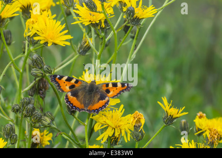 La piccola tartaruga, Aglais urticae Foto Stock