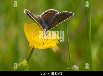 Argento-Blu chiodati ,Plebejus argus Foto Stock