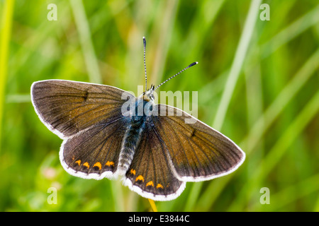 Argento-Blu chiodati ,Plebejus argus Foto Stock