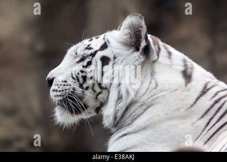 Tigre bianca del Bengala in profilo. Close-up verticale Foto Stock