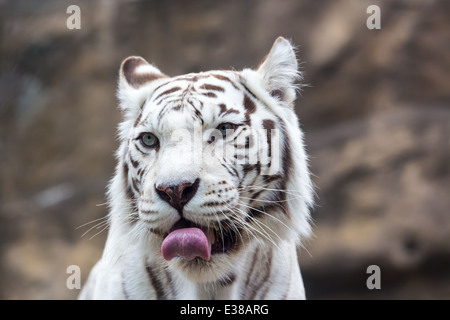 Tigre bianca del Bengala lambisce le sue labbra. Close-up verticale Foto Stock