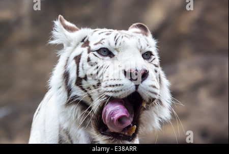 Tigre bianca del Bengala lambisce le sue labbra. Close-up verticale Foto Stock