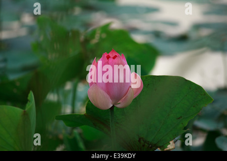 Un raggiante fioritura di fiore di loto o Nelumbo nucifera un simbolo del Buddismo Foto Stock