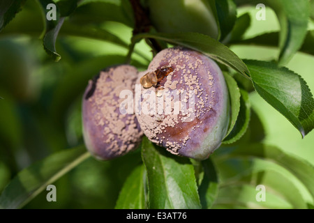 Marciume bruno malattia fungina (Monilinia fructicola) su prugne - USA Foto Stock