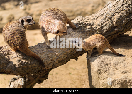 Una famiglia di Meerkats (Suricata suricatta) due adulti con bambino. Foto Stock