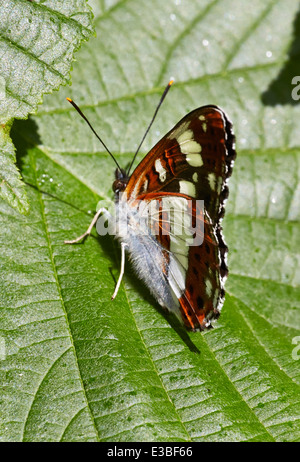 Ammiraglio bianco in appoggio sulla lamina. Bookham comune, Surrey, Inghilterra. Foto Stock