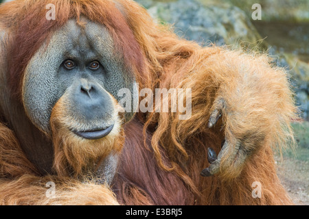 Ritratto di Sumatra (orangutan Pongo abelii) Foto Stock