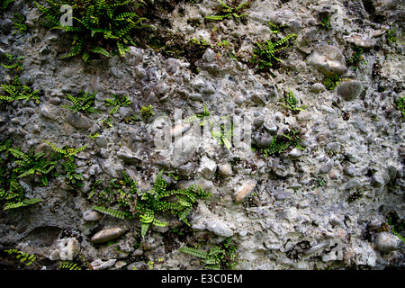 Parete con Maidenhair Spleenwort (felci Asplenium trichomanes) Foto Stock